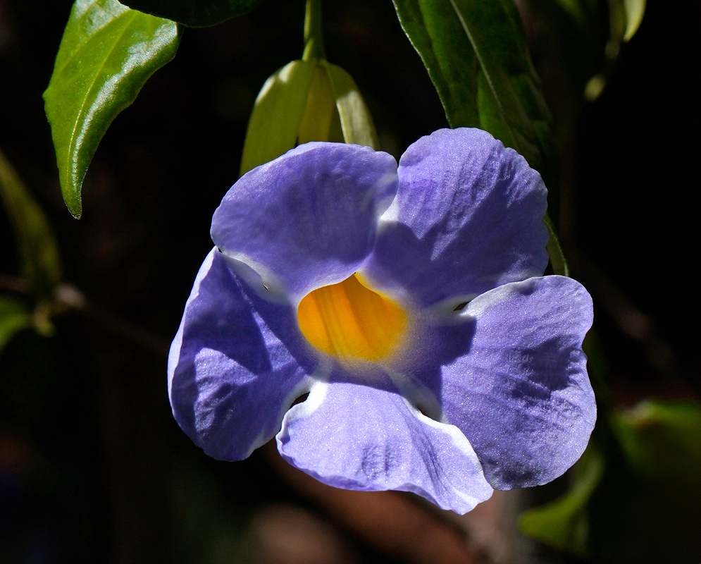 A close-up of a soft blue Thunbergia erecta flower with a prominent yellow throat and slightly ruffled petals, set against dark foliage