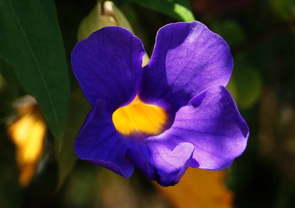 A purple Thunbergia erecta flower with a bright yellow throat