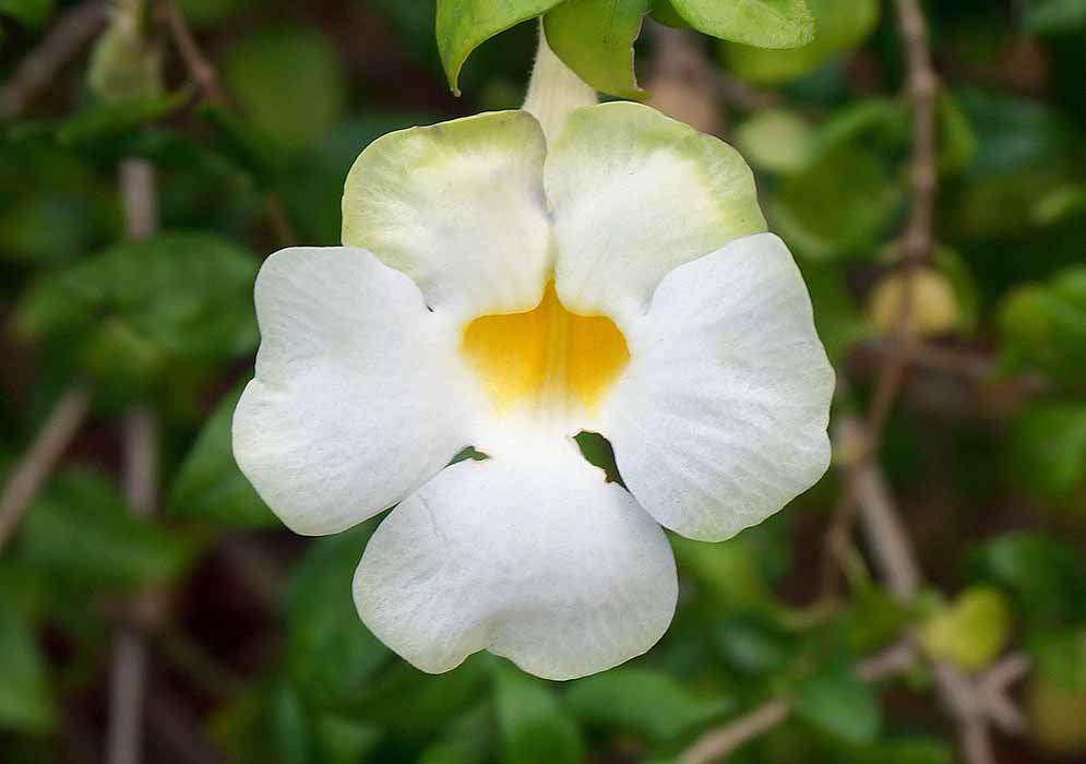 A white Thunbergia erecta flower with a yellow throat