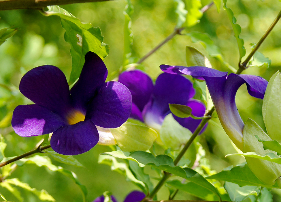 Two purple Thunbergia erecta flowers in shade