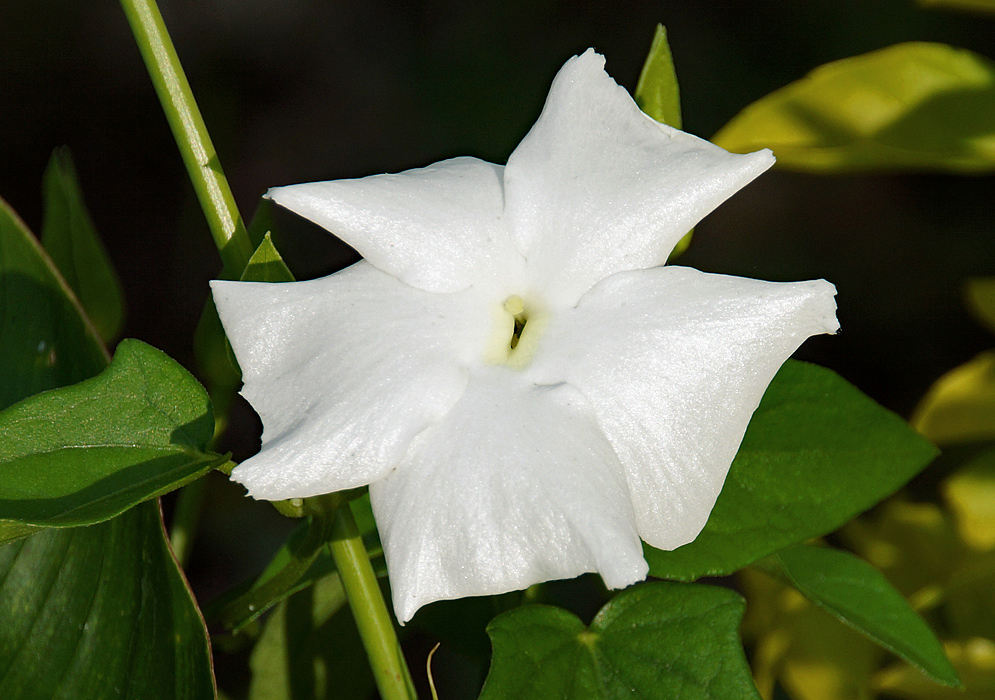 A white Thunbergia fragrans flower with a cream center in sunlight
