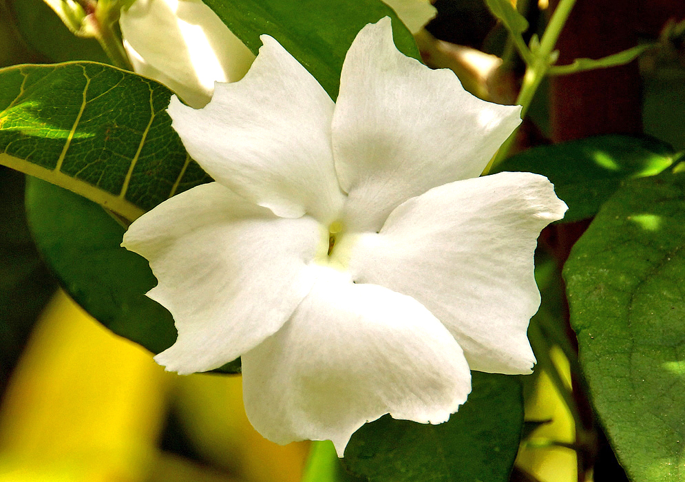 A white Thunbergia fragrans flower with a cream center 