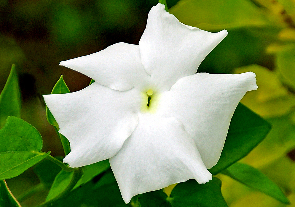 White Thunbergia fragrans flowers with yellow centers