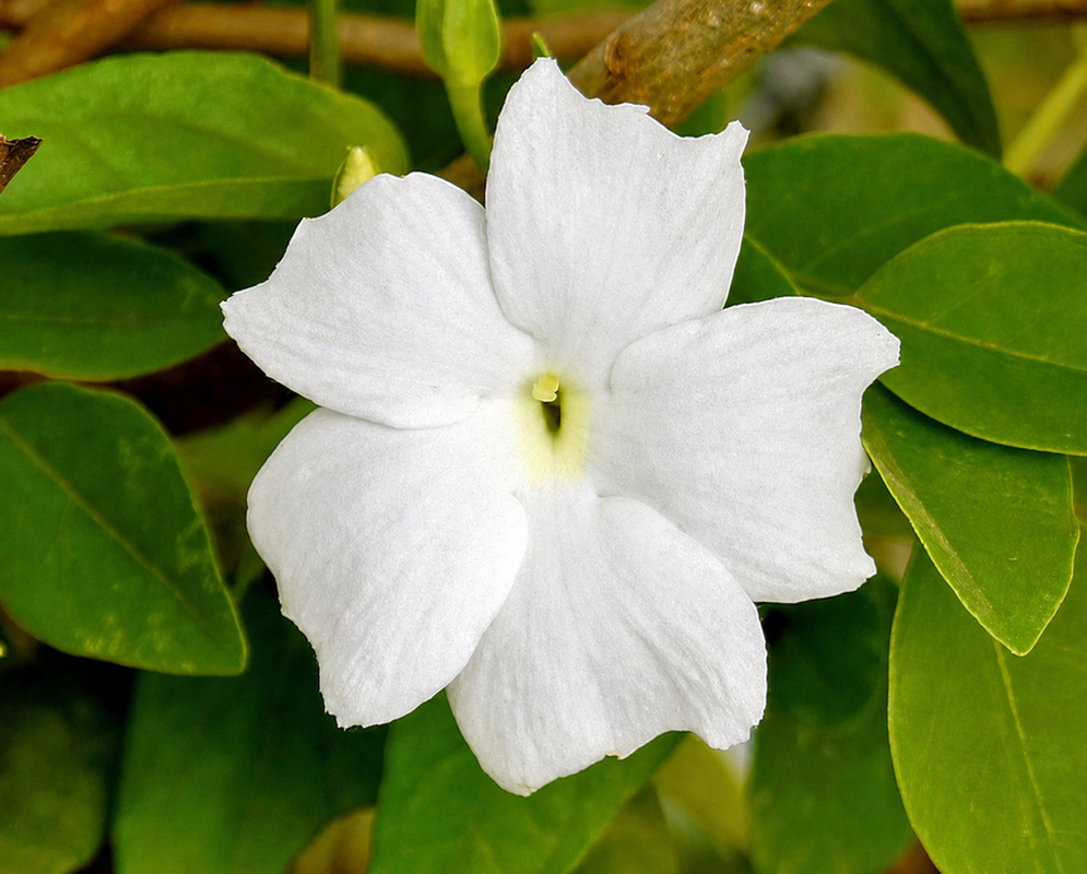 Thunbergia fragrans White Flower White Thunbergia fragrans flower with five rounded lobes surrounding a pale green throat