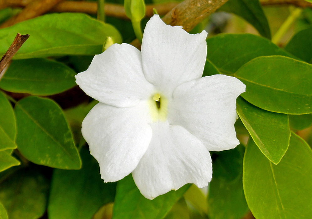 White Thunbergia fragrans Bloom White Thunbergia fragrans flower with soft petals and a pale yellow throat surrounded by bright green leaves