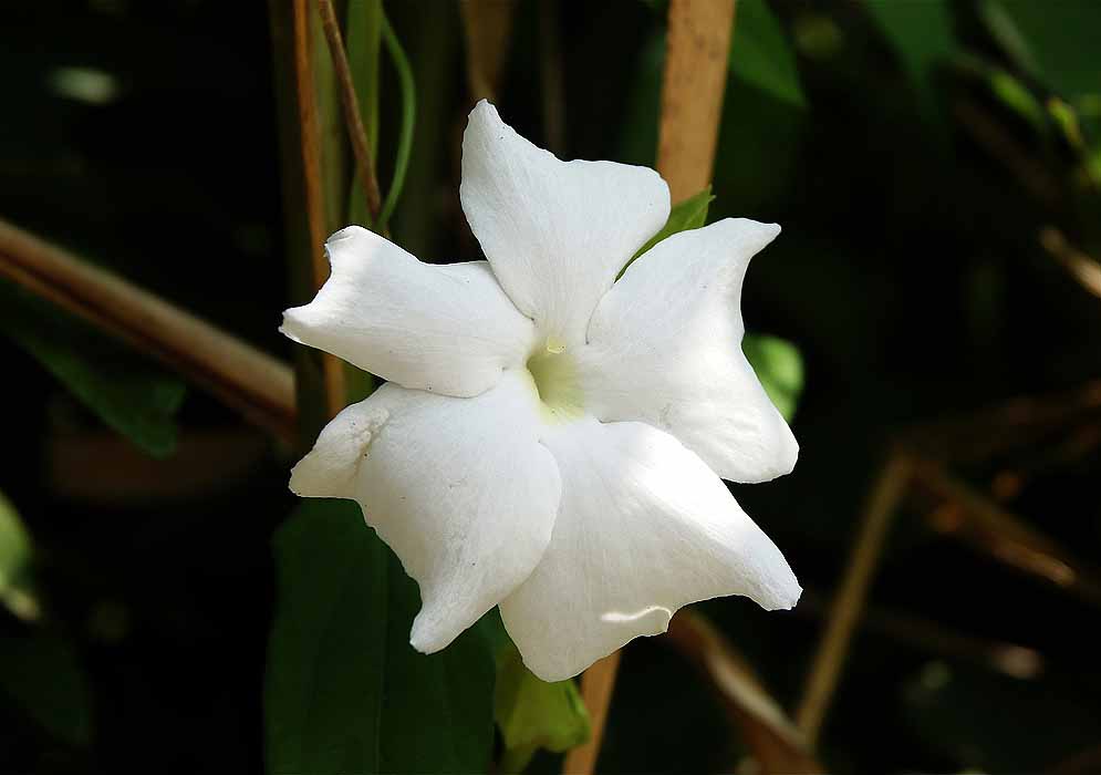 A white Thunbergia fragrans flower 