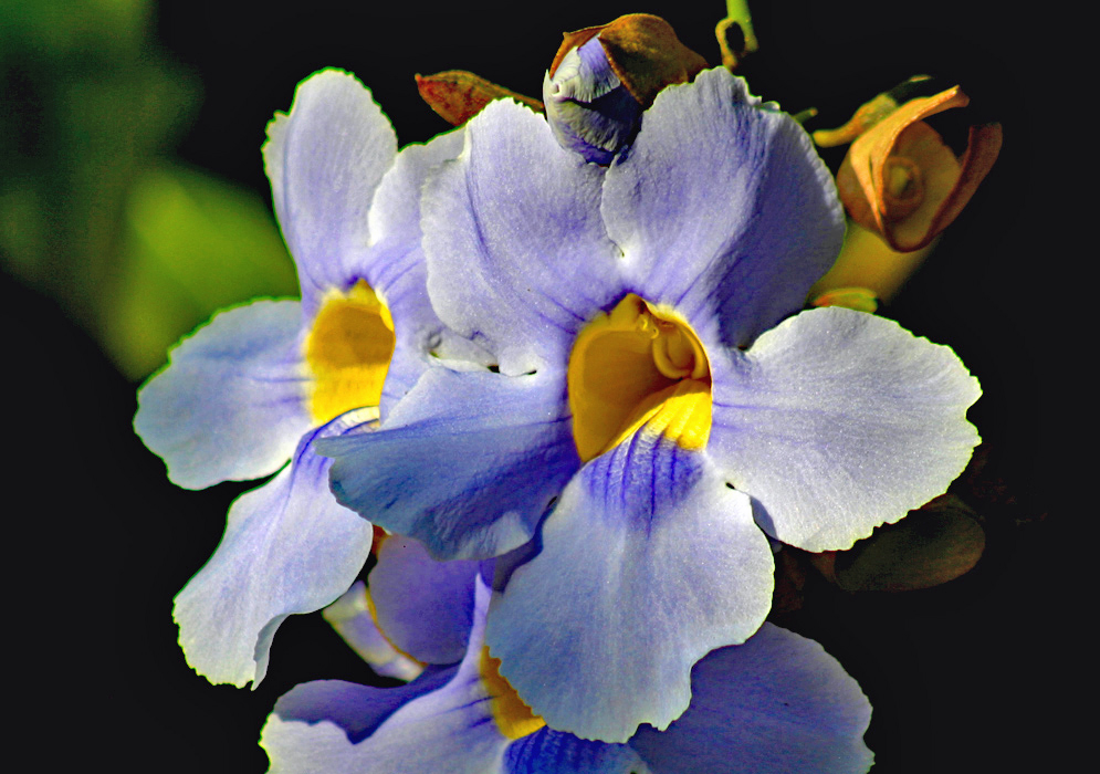 A lilac-colored thunbergia grandiflora flower in dabble sunlight