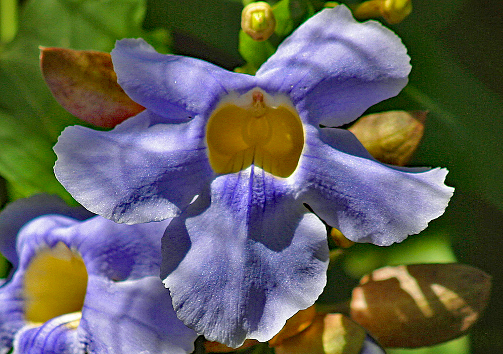 A blue Thunbergia grandiflora flower with a yellow center