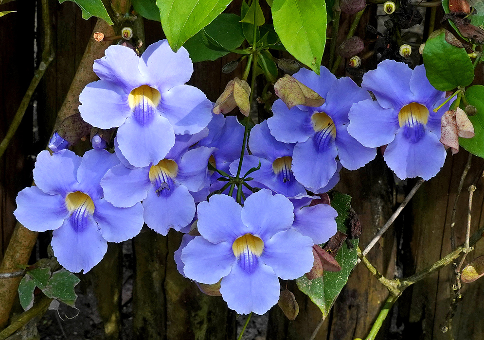 A cluster of blue-purple Thunbergia grandiflora Flowers