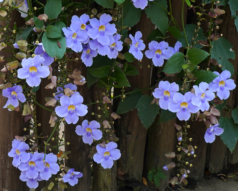 Dangling Thunbergia grandiflora inflorescenes with blue flowers