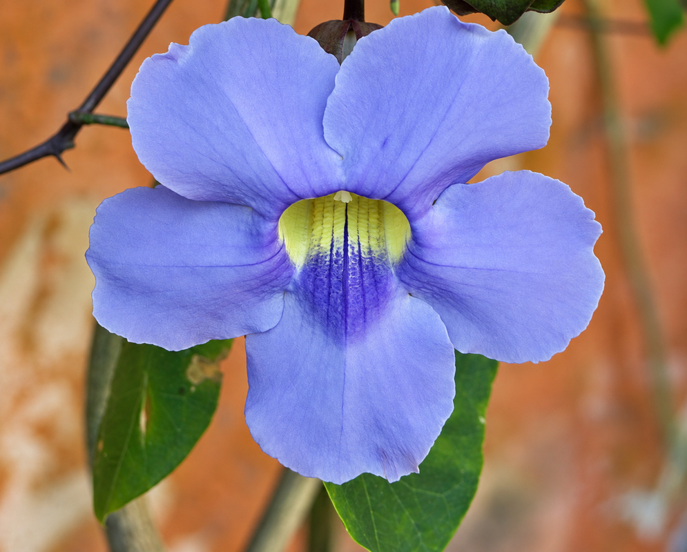 A cluster of blue-purple Thunbergia grandiflora Flowers