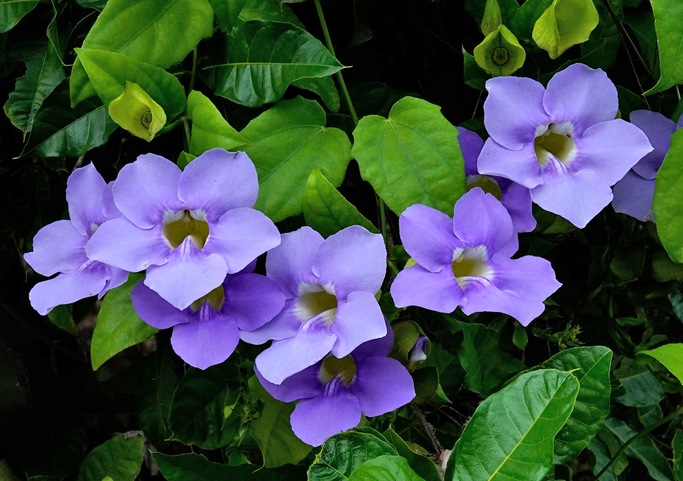 Thunbergia grandiflora Blue Flowers A cluster of pale bluish-lavender Thunbergia grandiflora flowers blooming densely among large green leaves