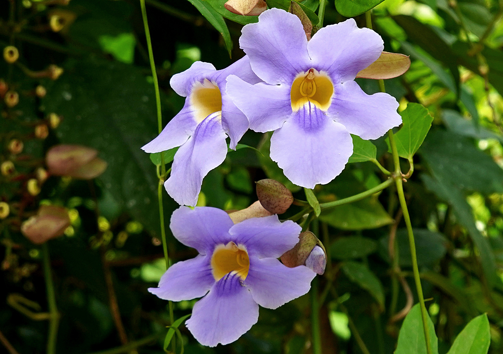 Three purple Thunbergia grandiflora flowers with yellow throats