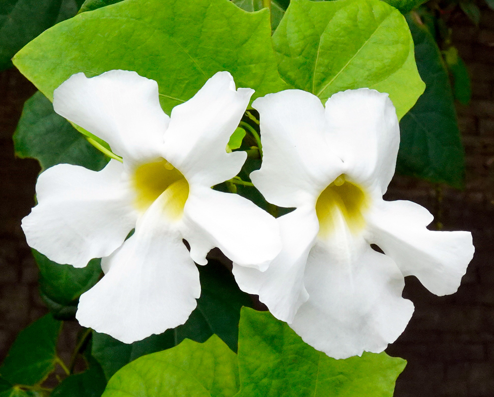 Thunbergia grandiflora Flowers White Pair of bright white Thunbergia grandiflora flowers with yellow throats growing on a vine against broad green leaves