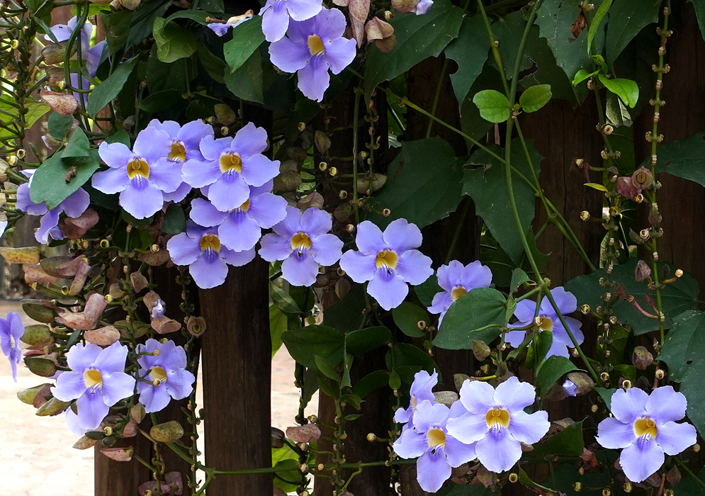Dangling Thunbergia grandiflora inflorescenes on a wooden fence