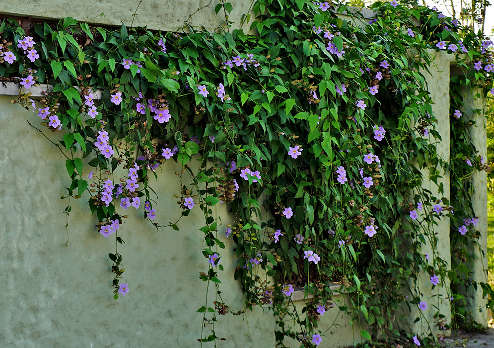 A blue blooming Thunbergia grandiflora vine draping a wall