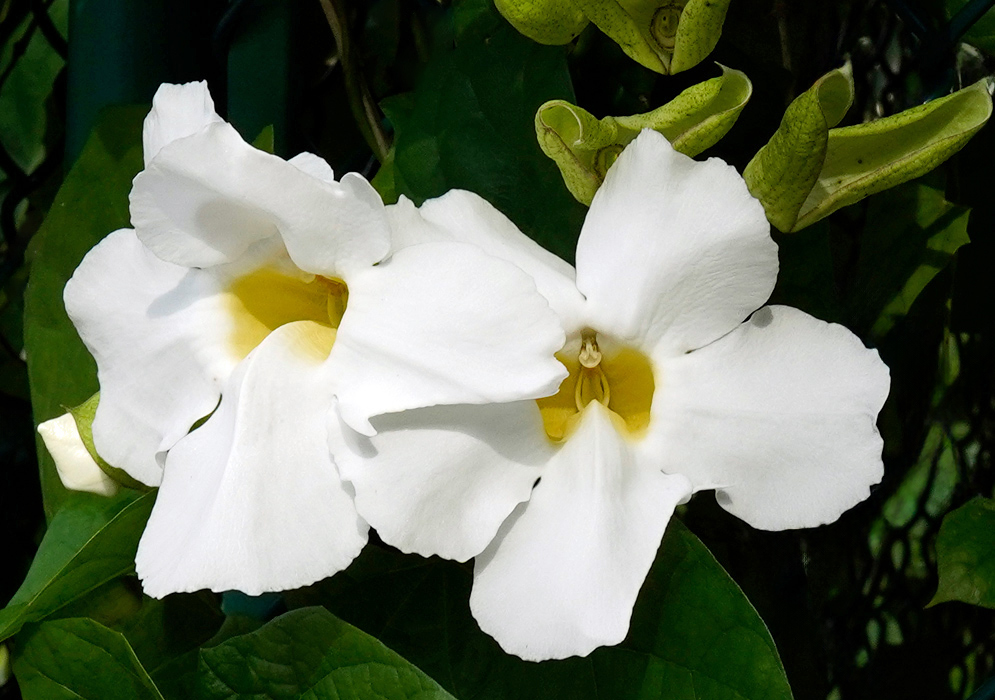 Thunbergia grandiflora White Flowers Two open white flowers of Thunbergia grandiflora with a soft yellow throat growing on a leafy vine