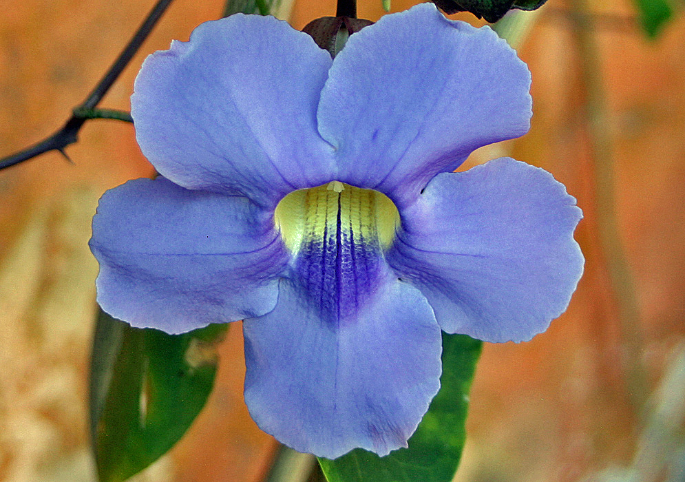 A blue Thunbergia grandiflora flower in shade