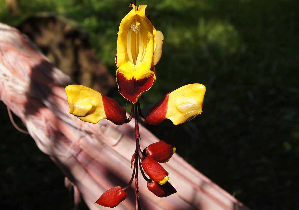 A Thunbergia mysorensis inflorescence with yellow flowers and red reflexed petals, flower buds and calyces in sunlight