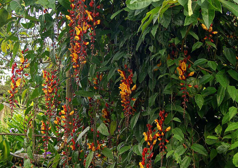 A Thunbergia mysorensis vine with dangling inflroescences with red and yellow flowers