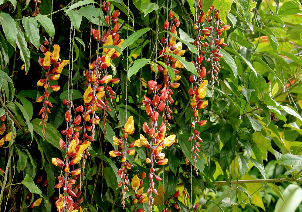 A flowering Thunbergia mysorensis vine with long dangling inflroescences