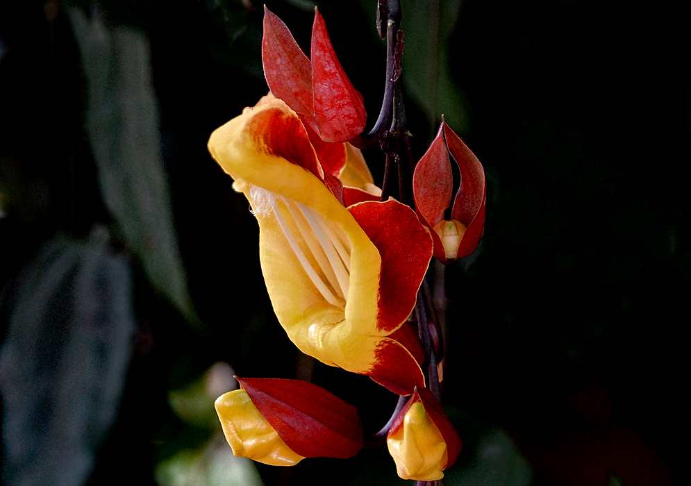 A yellow Thunbergia mysorensis flower with red reflexed petals and calyce and white filaments