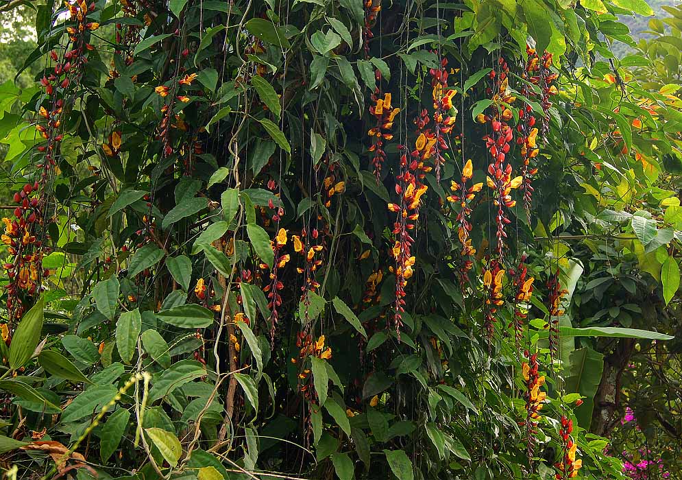 A Thunbergia mysorensis vine with dangling flowering inflroescences