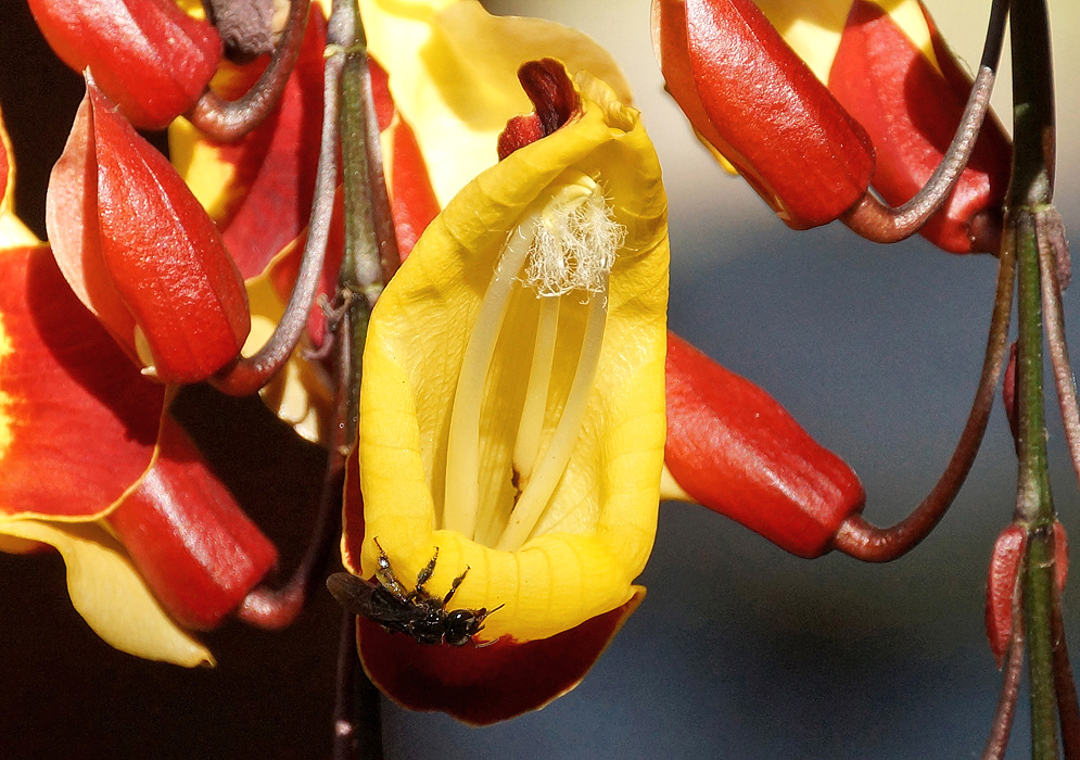 A yellow Thunbergia mysorensis flower with red reflexed petals and calyce and white filaments with hairy white anthers