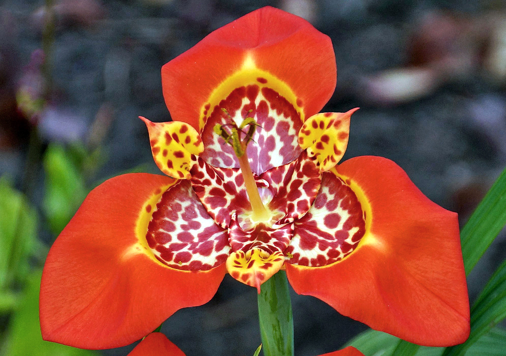An oragne Tigridia pavonia flower with markings of yellow, red and white in the center of the flower