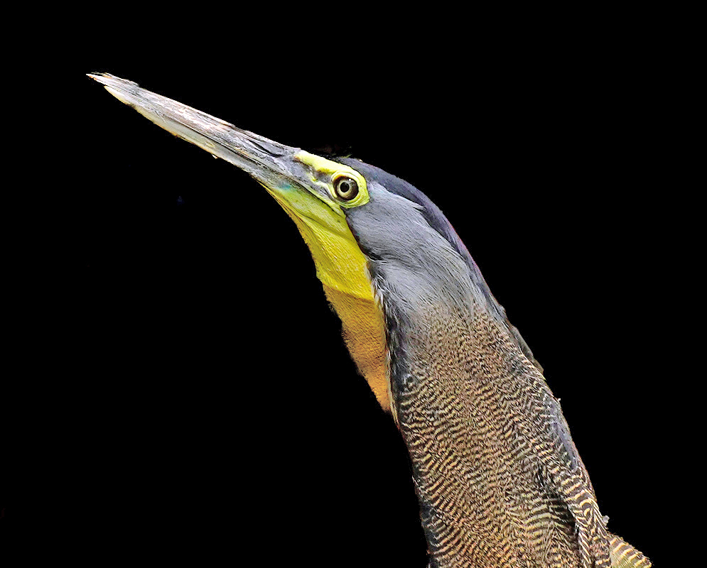 Tigrisoma fasciatum Head Close-Up Close-up of the head and neck of tigrisoma fasciatum, showing the yellow throat, streaked neck, and sharp gray beak
