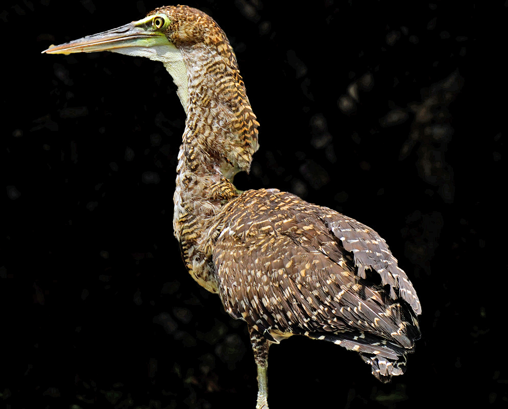 Tigrisoma fasciatum Standing in Profile Tigrisoma fasciatum standing in profile against a dark background, revealing its speckled brown plumage, strong yellow bill, and tall posture