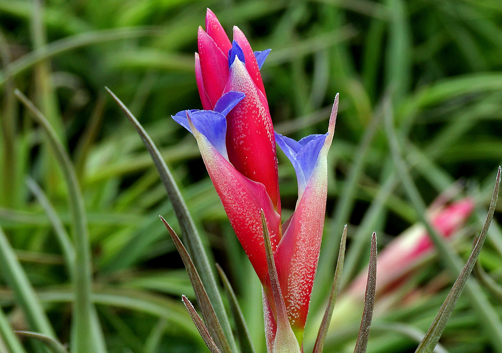 Red Tillandsia aeranthos  bracts with blue flowers