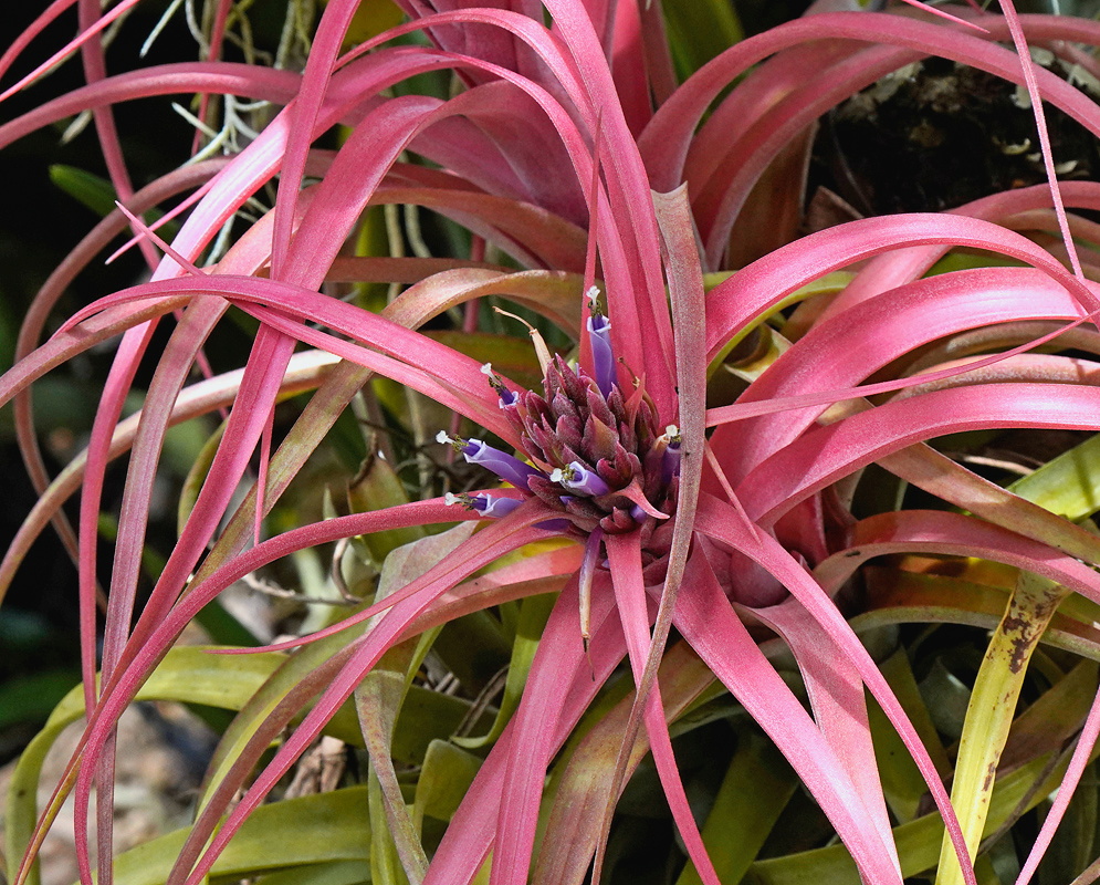 Tillandsia brachycaulos compact rosette of arching leaves flushed vivid red during flowering