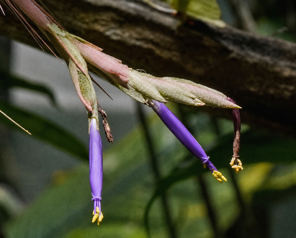 Tillandsia caput-medusae purple tubular flower emerging above twisting silvery leaves and red bracts