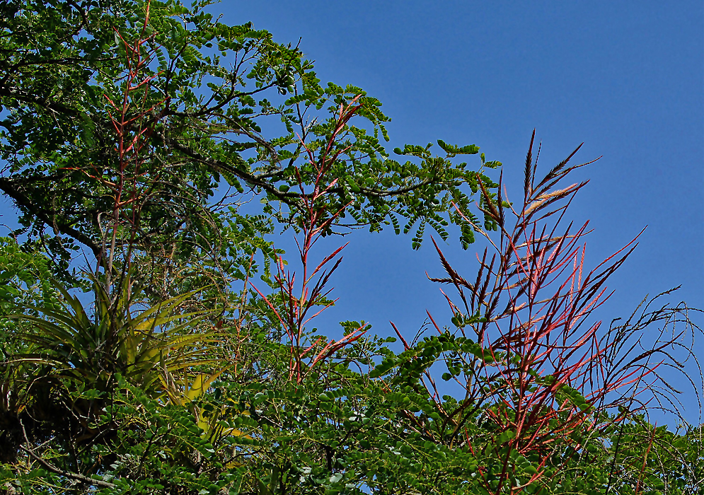 Tall reddish pink Tillandsia elongata spikes growing on top of a tree