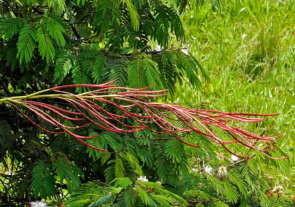 Long red Tillandsia elongata inflorescence  protruding from tree