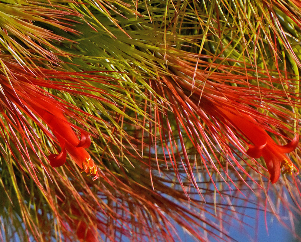 Tillandsia andreana vivid red tubular flower opening among fine silvery green leaves