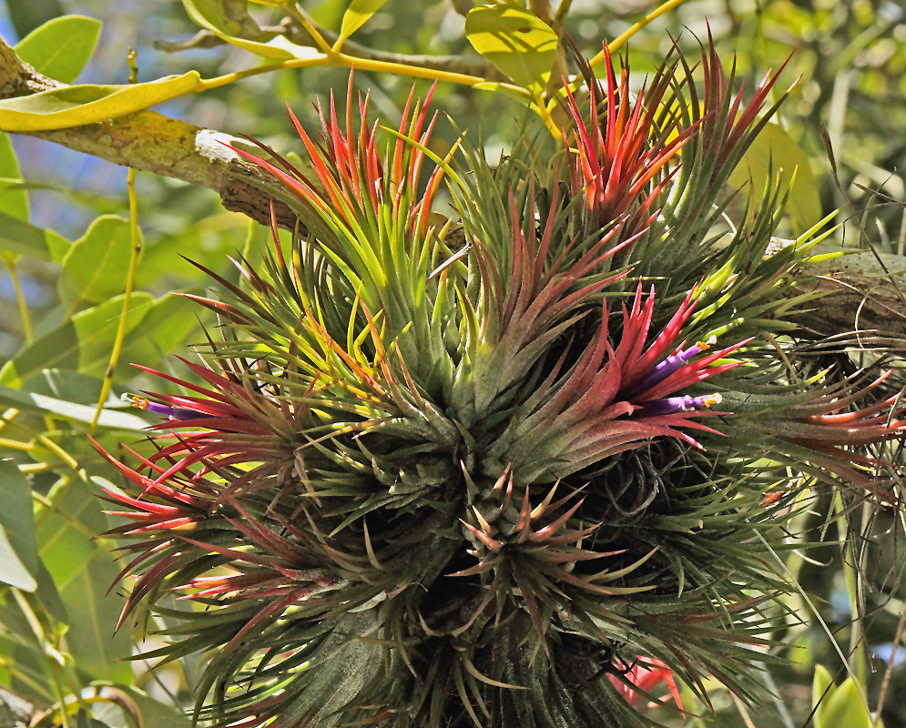 Tillandsia ionantha Red Leaves Tillandsia ionantha clump of narrow leaves blushing red among tree branches