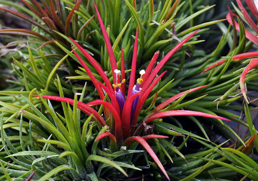A Tillandsia ionantha flower with red leaves and purple flowers with yellow anthers