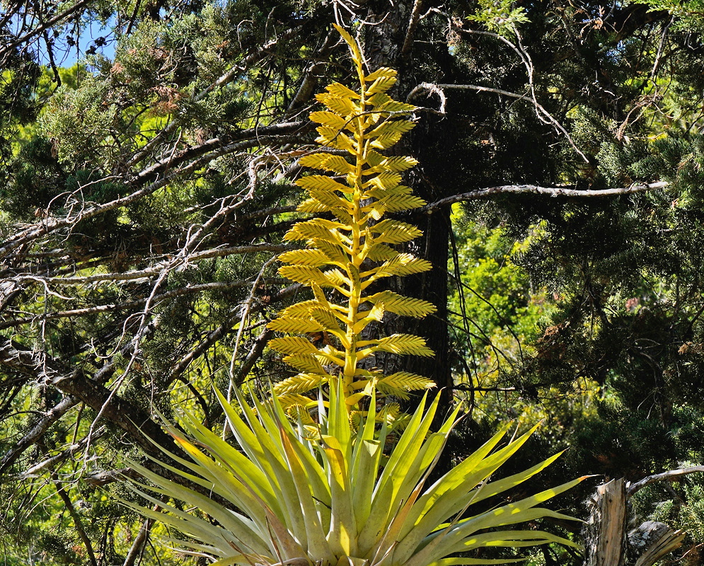 Tillandsia oerstediana tall branched inflorescence with flattened yellow-green flower spikes