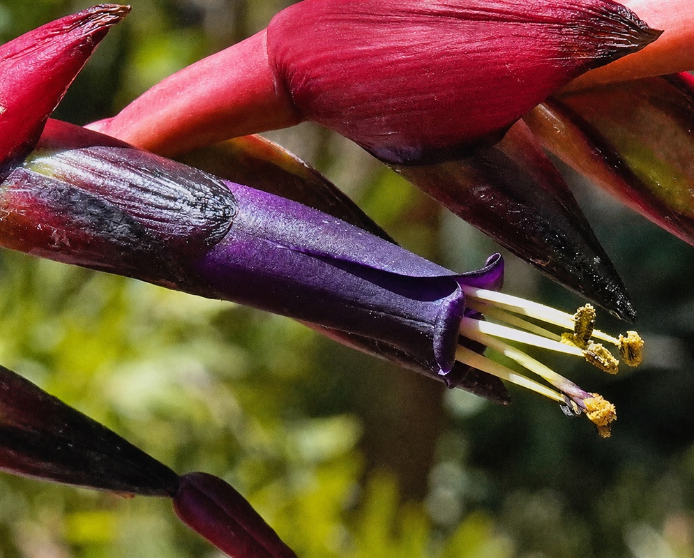 Tillandsia secunda violet tubular flower extending from glossy dark red bracts