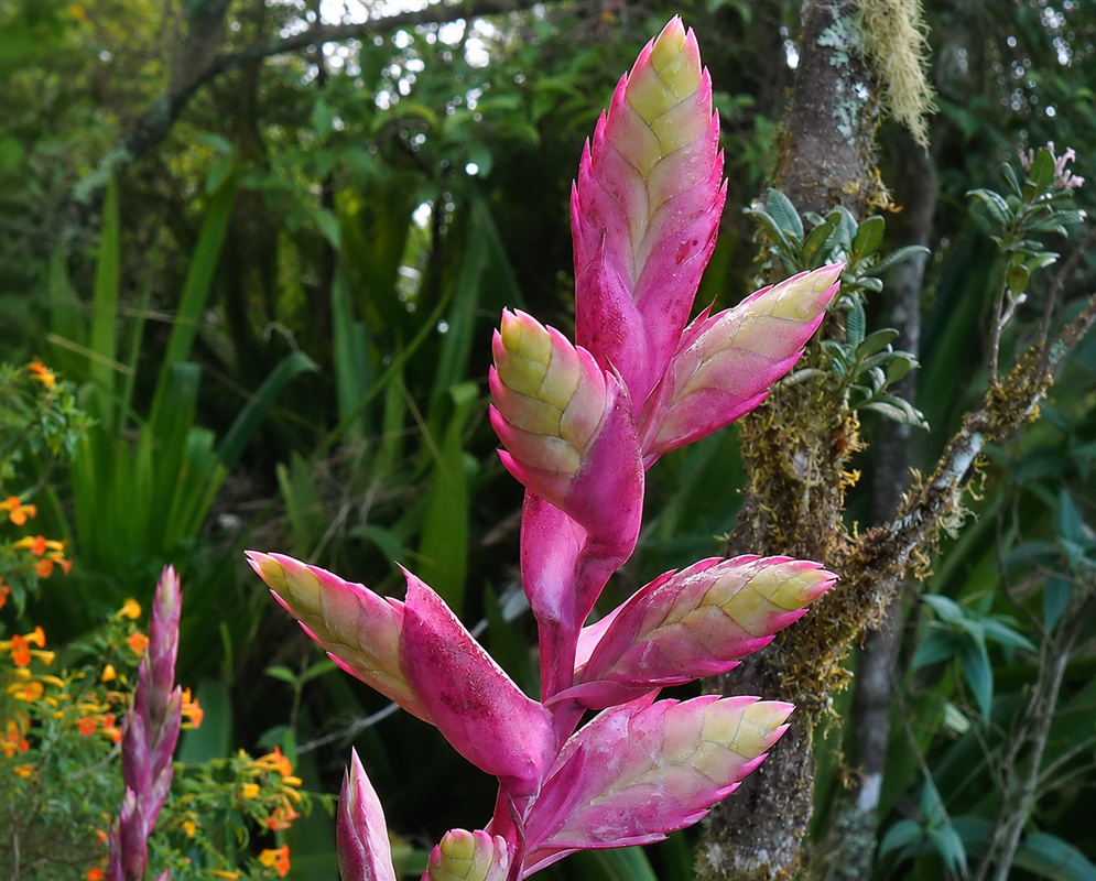 Tillandsia sigmoidea upright inflorescence with layered pink bracts growing beside a mossy trunk