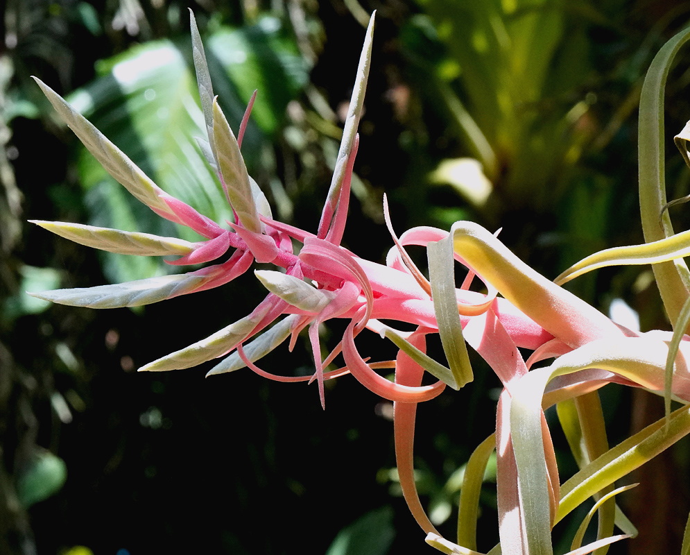 Tillandsia streptophylla branching pink inflorescence above curling silvery green leaves