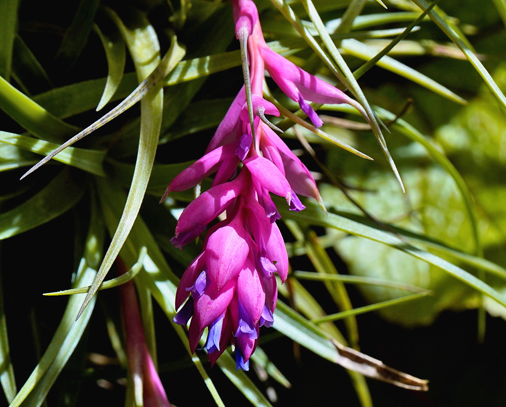 Tillandsia stricta vivid pink flower spike hanging among narrow gray-green leaves