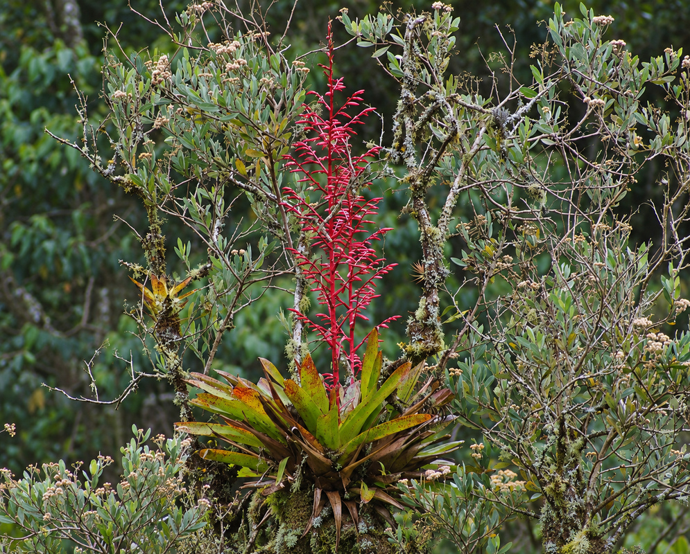 Tillandsia tovarensis forming an epiphytic rosette with slender leaves