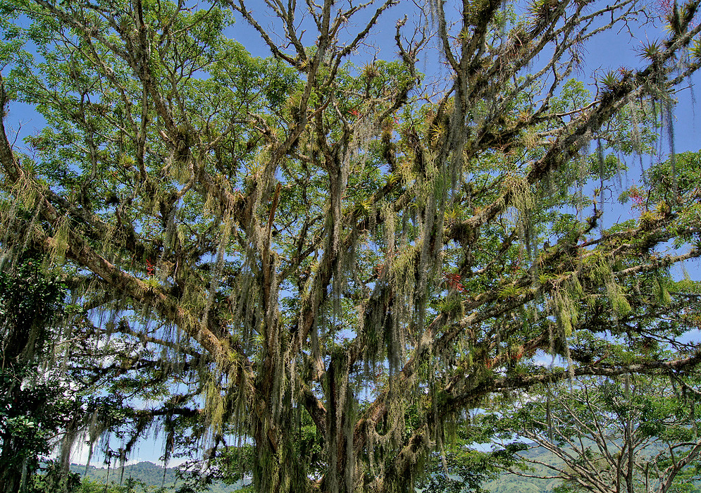 Tillandsia usneoides Draped Over Host Tree Spanish moss drapes in long gray-green festoons across the branches of a large canopy tree, with fine threadlike leaves hanging in dense curtains against a clear blue sky