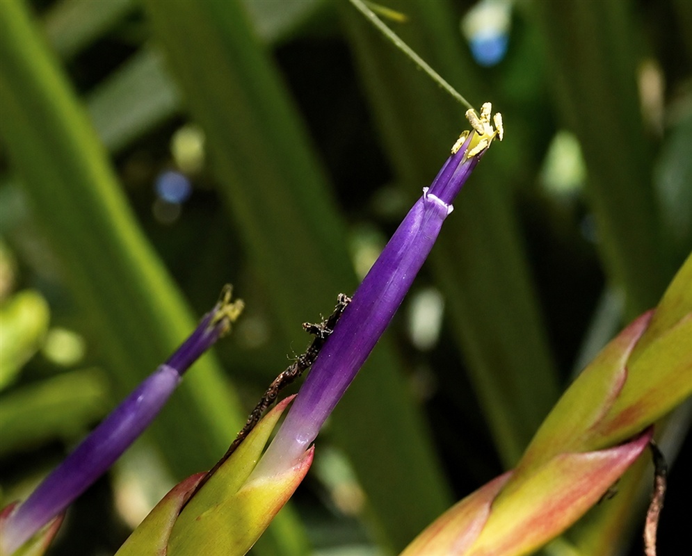 Tillandsia × smalliana slender purple tubular flower emerging from pink-tinged green bracts