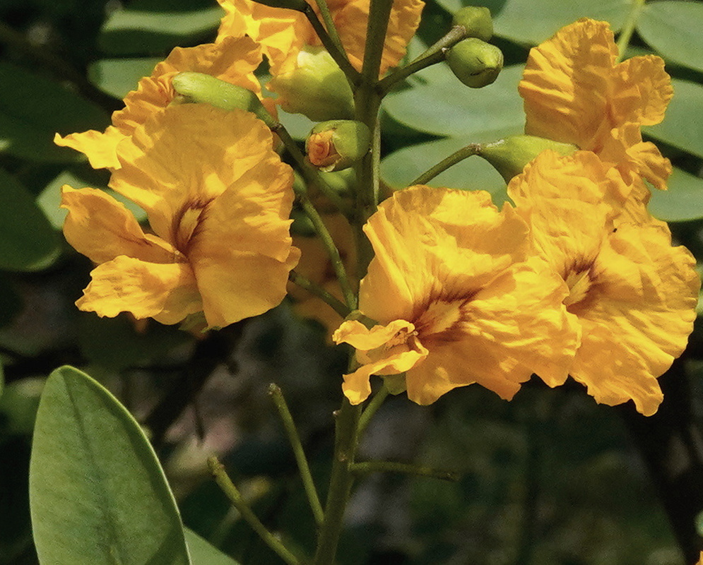 Tipuana tipu cluster of crinkled golden yellow flowers among pinnate green leaves