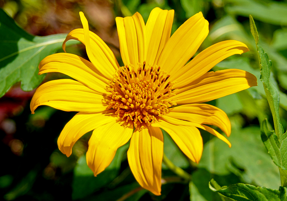 Yellow disk Tithonia diversifolia flowers with yellow petals in sunlight