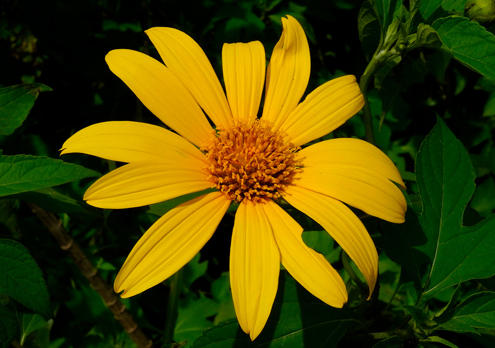 A bright yellow Tithonia diversifolia flower with a dense orange-yellow central disk, surrounded by large green leaves